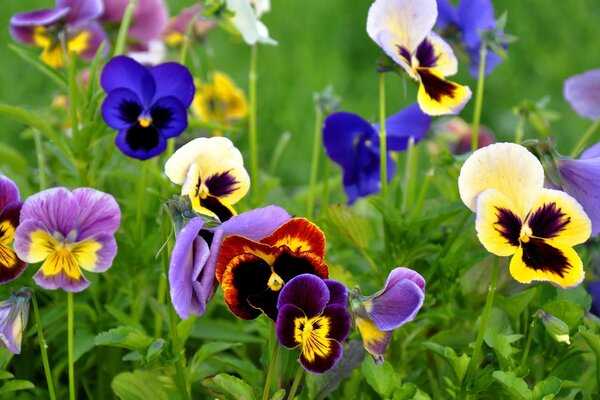 Fleurs colorées de pensées