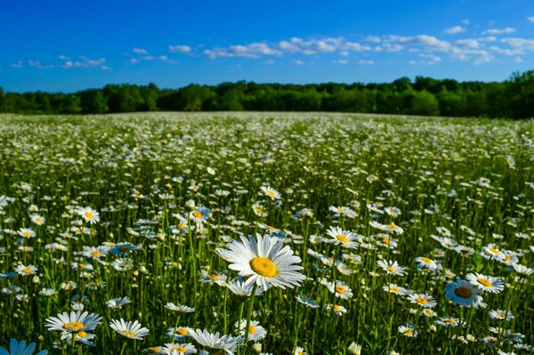 Champ d été de marguerites sur fond de ciel bleu