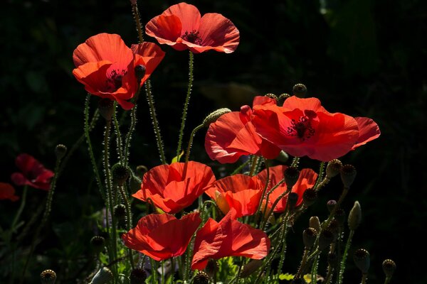 Coquelicots rouges sur fond noir