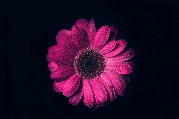 Rosée sur une fleur rose sur fond noir