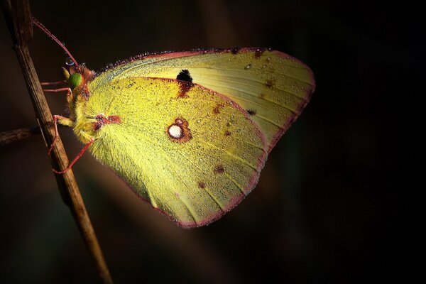Gouttes de rosée sur les ailes d un papillon jaune
