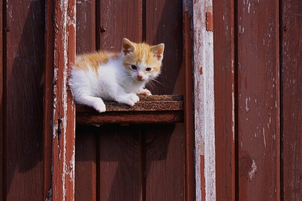 Chaton Rousse sur fond de planches de briques