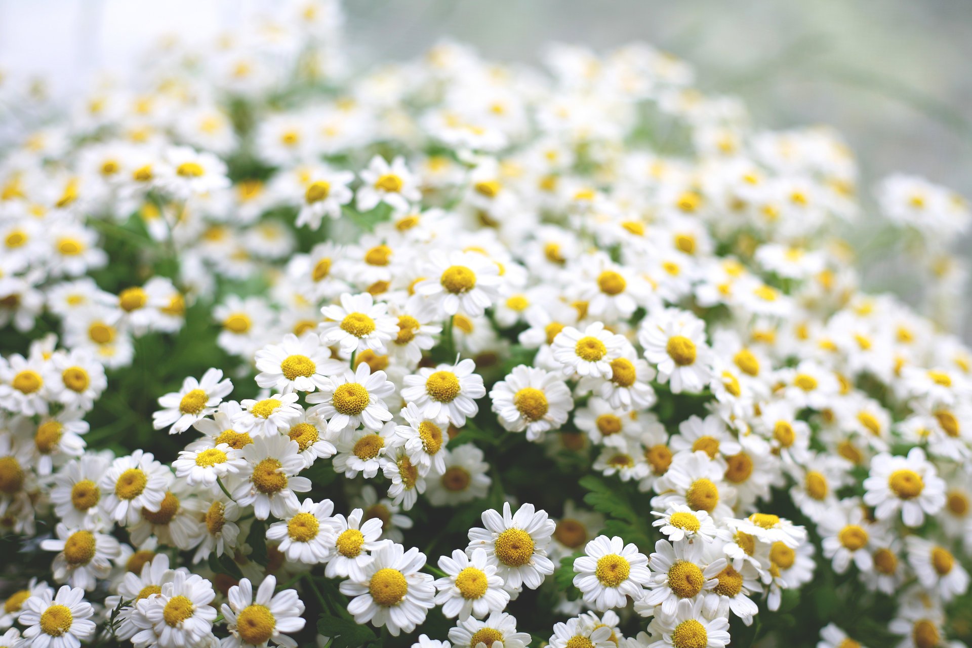 fleurs marguerites matin verdure gros plan humeur