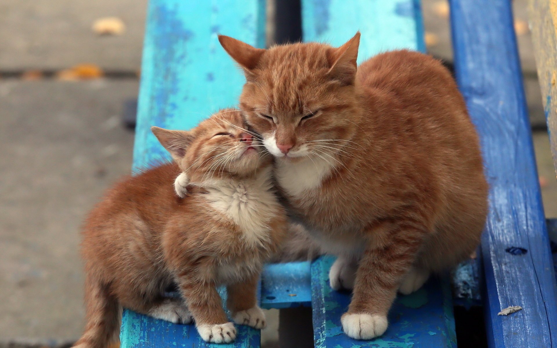 fond banc chats