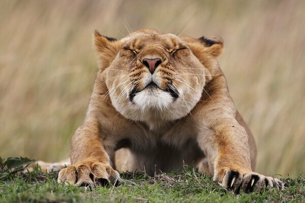 La lionne s étire. Belle lionne museau
