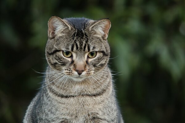 Chat rayé gris, fatigué à la recherche