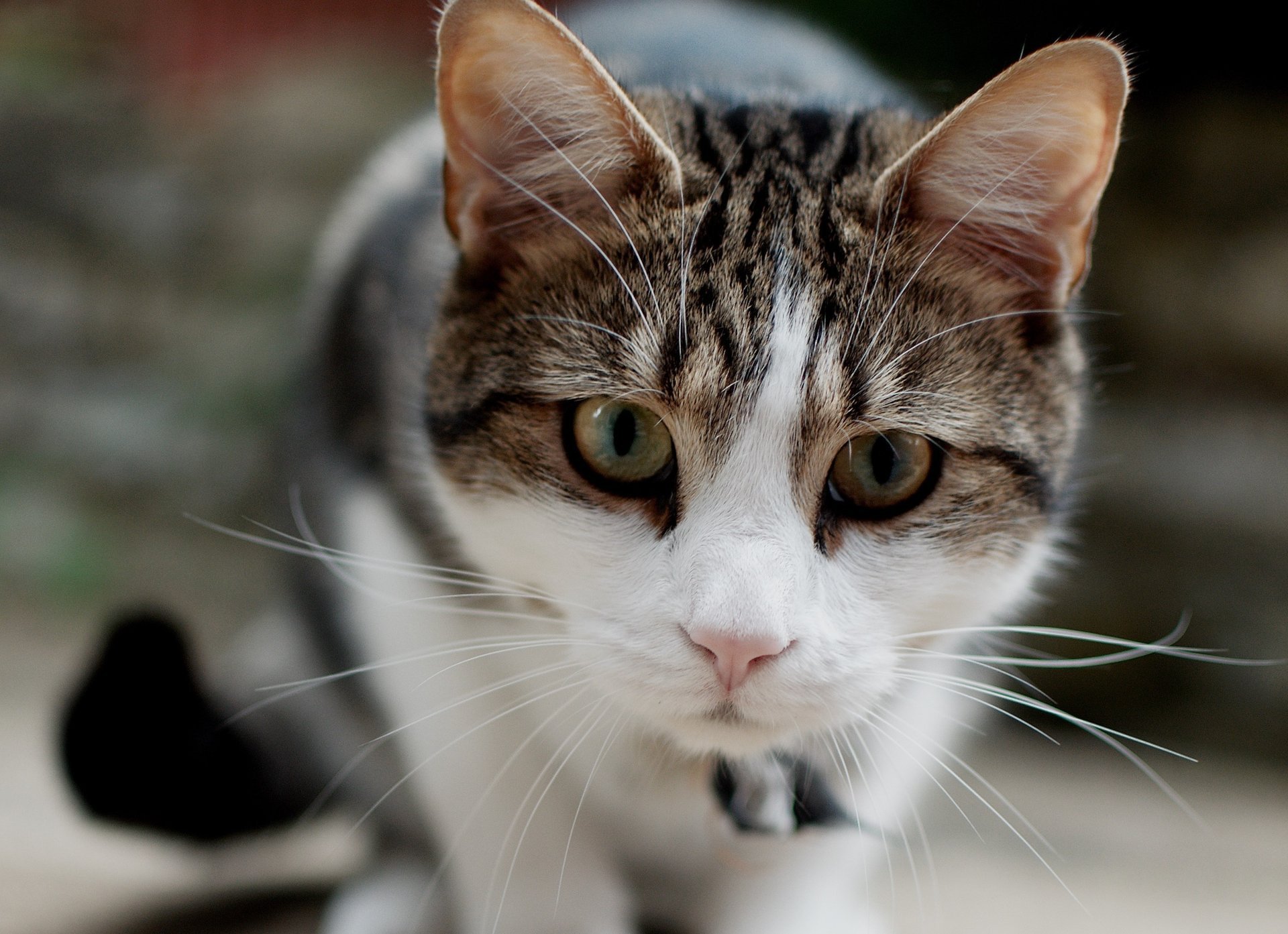 chat chat museau mise au point moustache