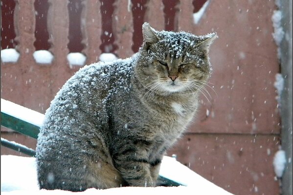 Grand chat assis sous la neige
