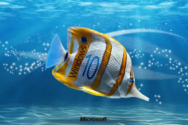 L océan, le poisson. Fond d écran sur Windu 10
