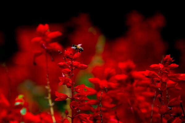 Gros plan de tir d abeille en couleurs rouges