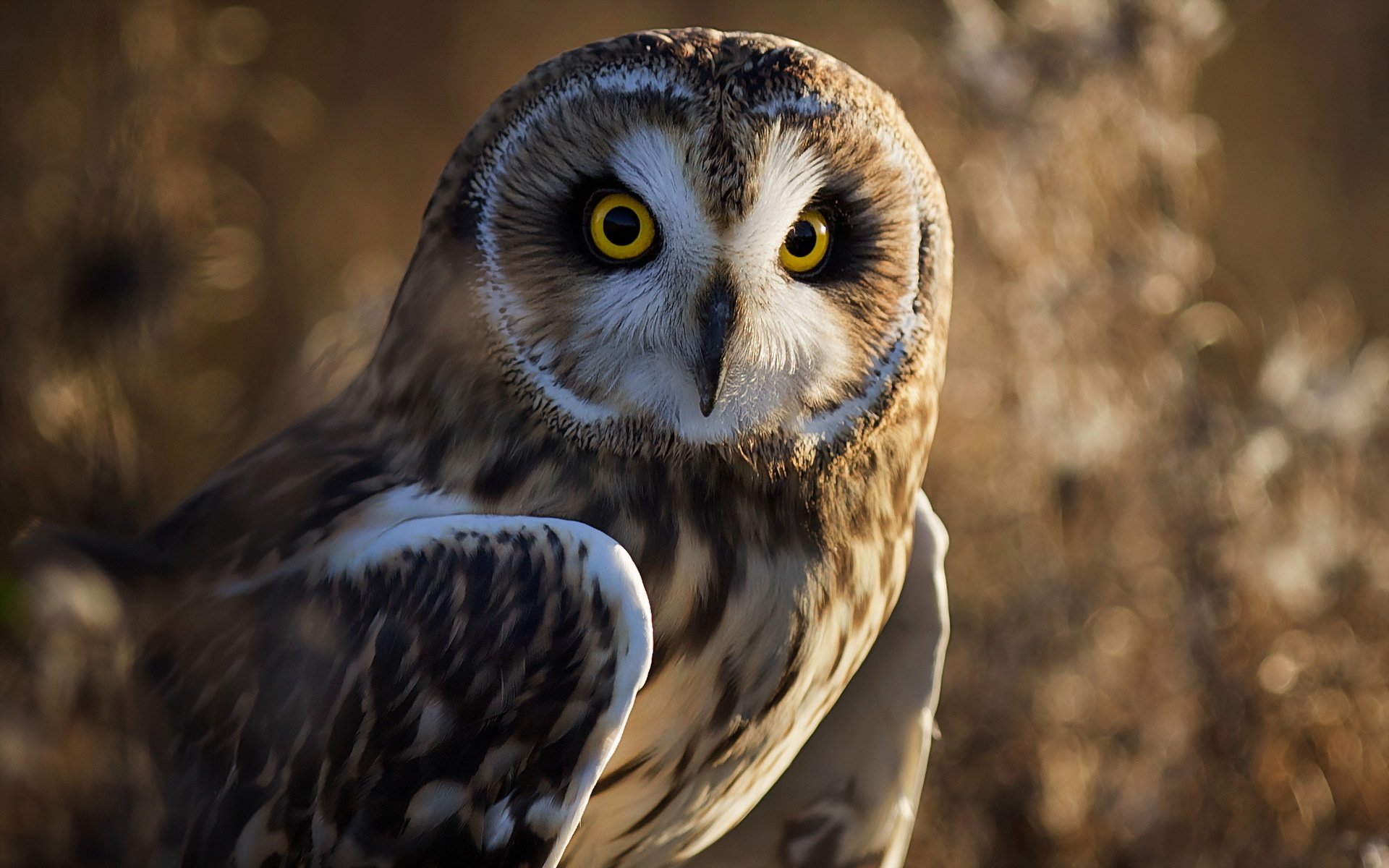oiseau hibou nature