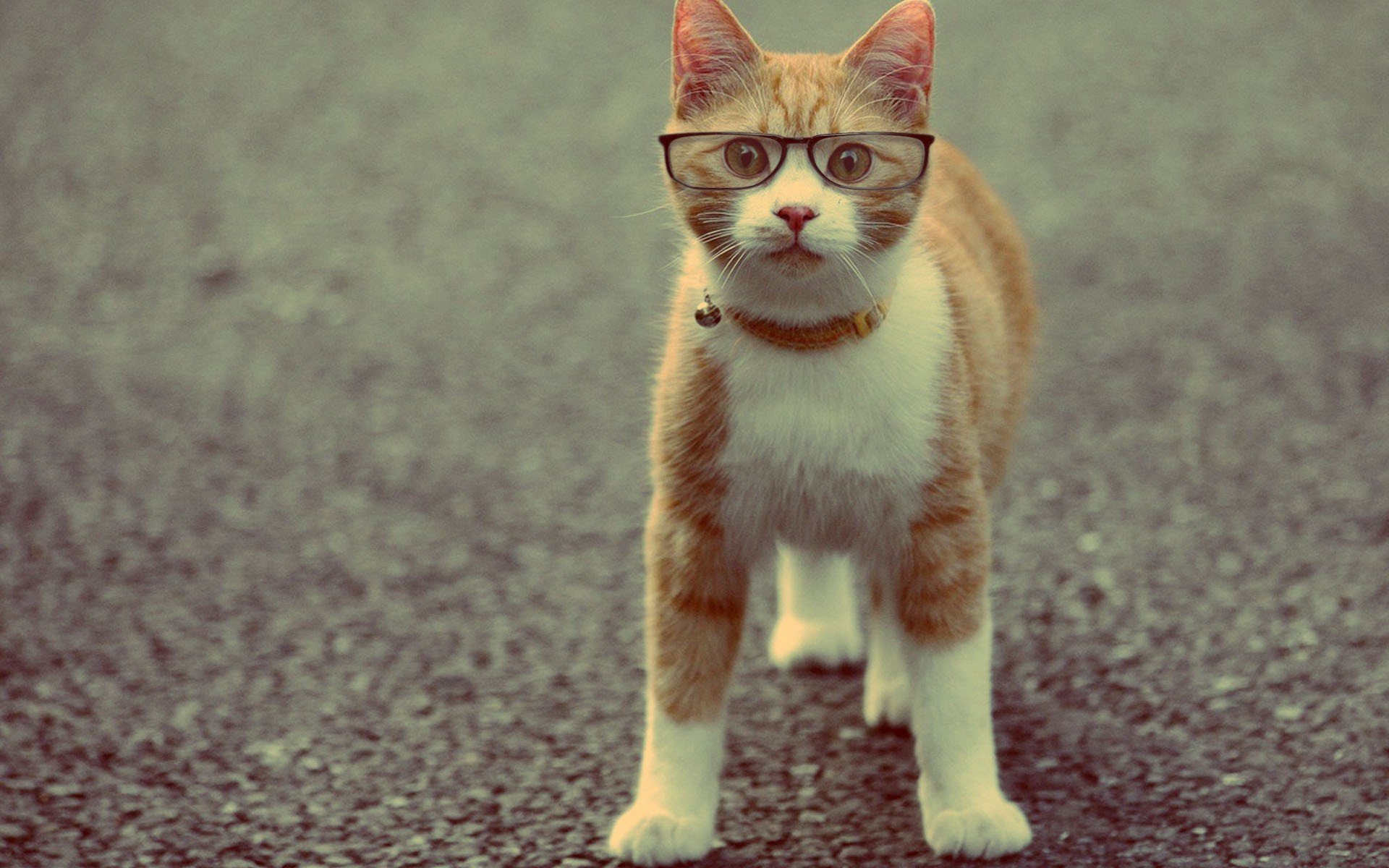 chat animal collier lunettes roux
