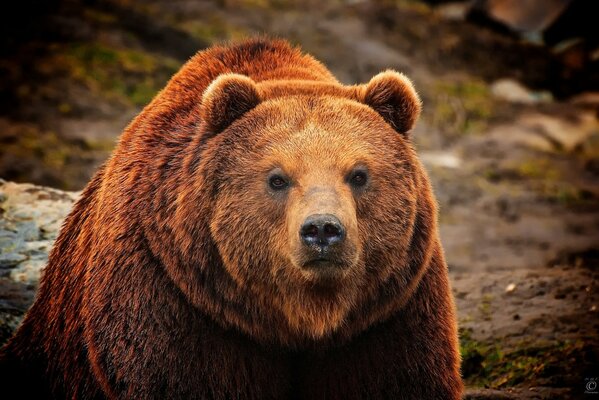 Ours brun avec un regard sérieux