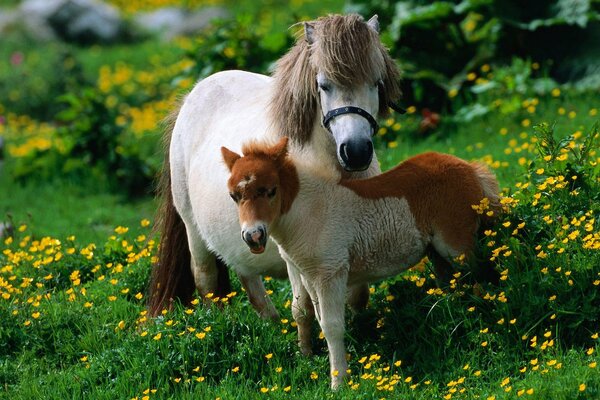 Poney avec son Poulain dans la Prairie