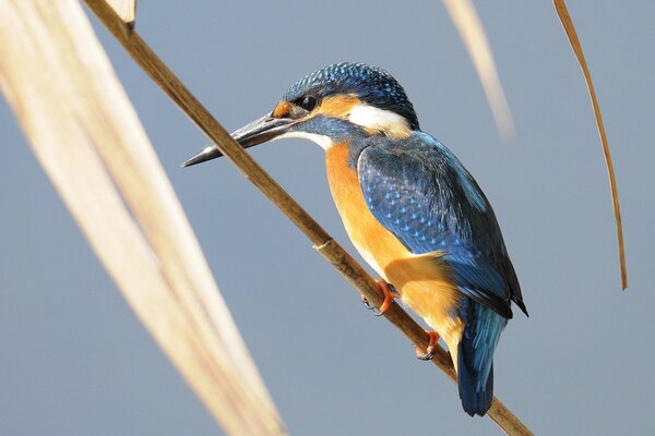 Oiseau Martin-pêcheur sur une branche sur fond de feuilles