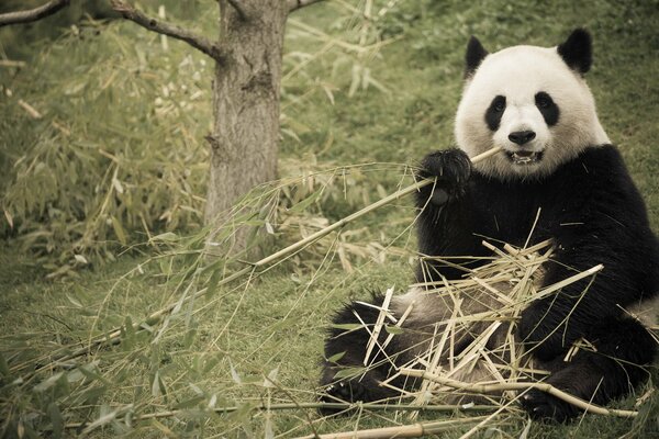 Panda assis et manger du bambou