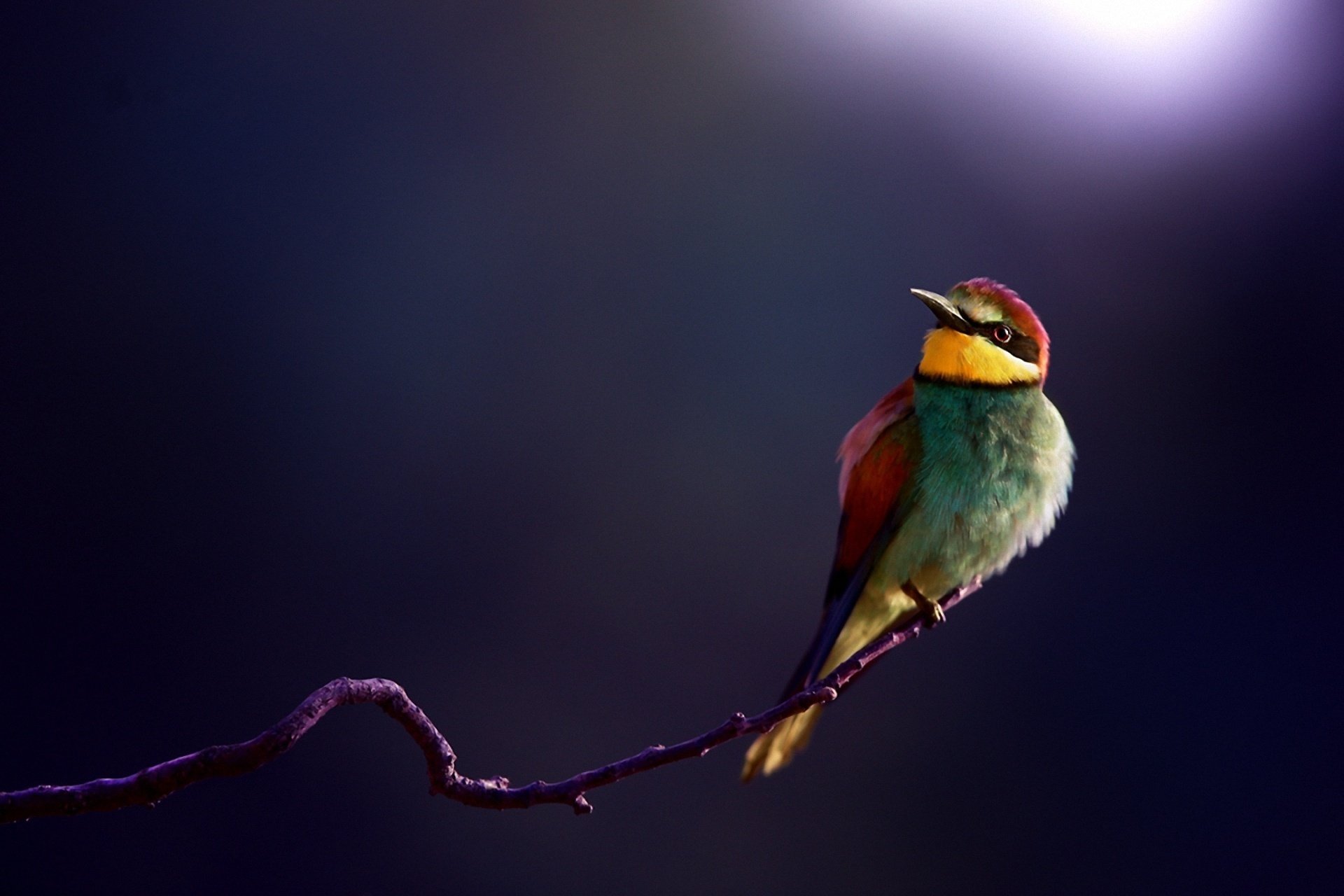 apiculteur oiseau branche gros plan fond brochet doré