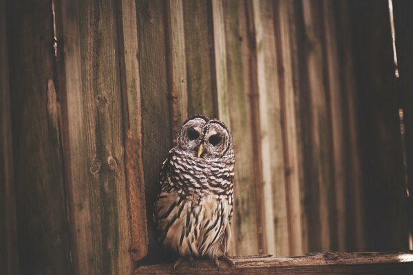 Hibou assis près de la clôture