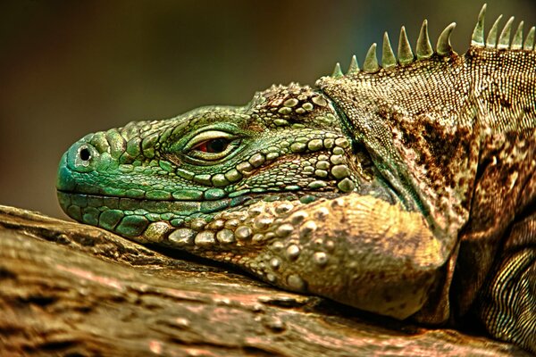 Iguane prenant un bain de soleil