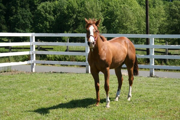 Cheval brun debout dans un enclos dans la nature