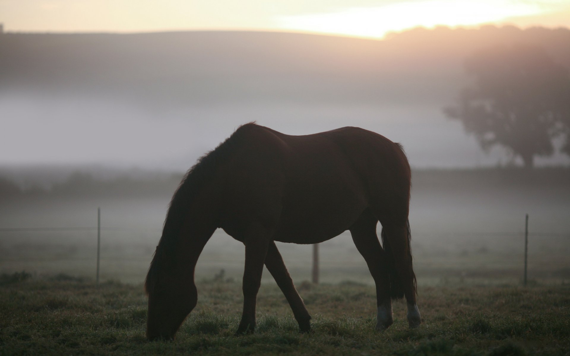 animaux paysages chevaux chevaux champ pâturage herbe brouillard matin