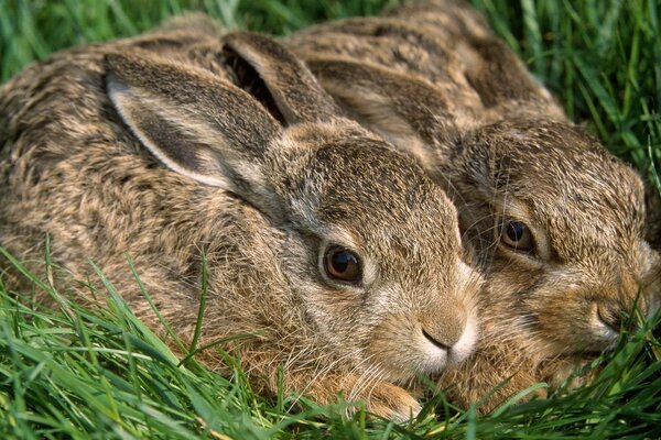 Lièvres dans l herbe. Deux oreilles