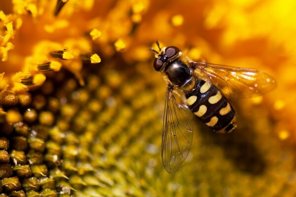 Abeille closeup sur tournesol