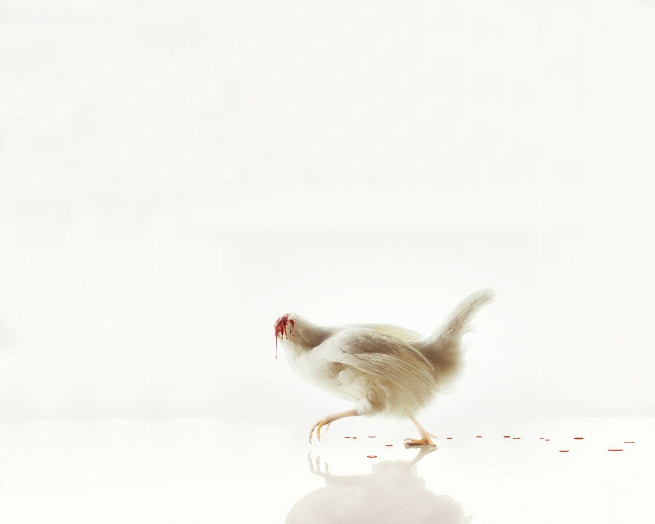 blanc poulet sans tête sang