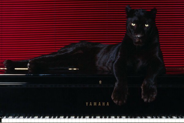 Panthère se trouve sur un piano à queue sur fond de lignes