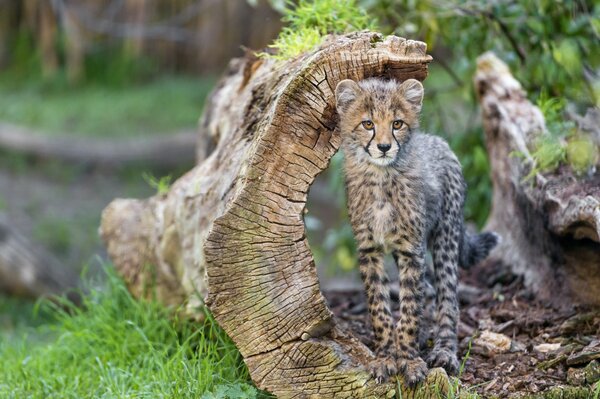 Un petit guépard se tient au bois flotté