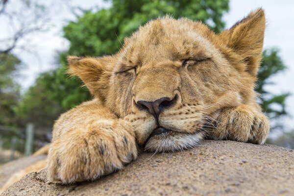 Le lionceau repose sur la pierre. Sieste