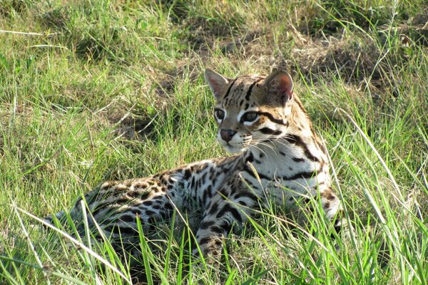 Ocelot dans l herbe verte. Prédateur. Faune