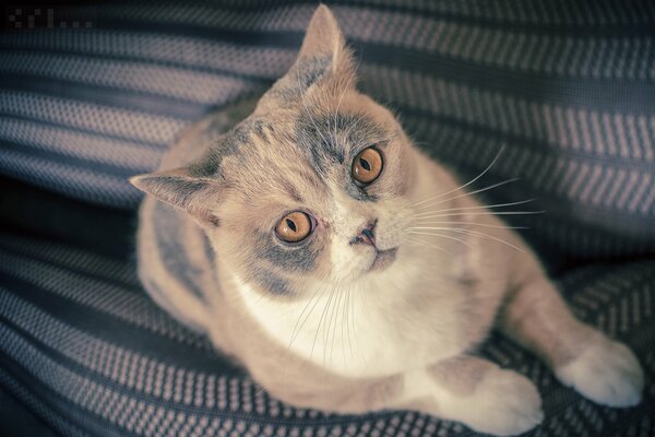 Yeux orange d un chat britannique