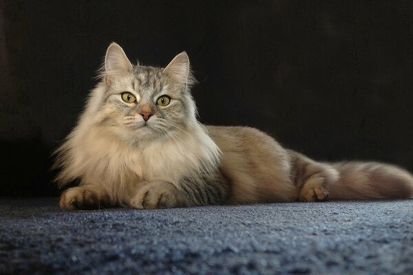 Chat moelleux se trouve sur le tapis