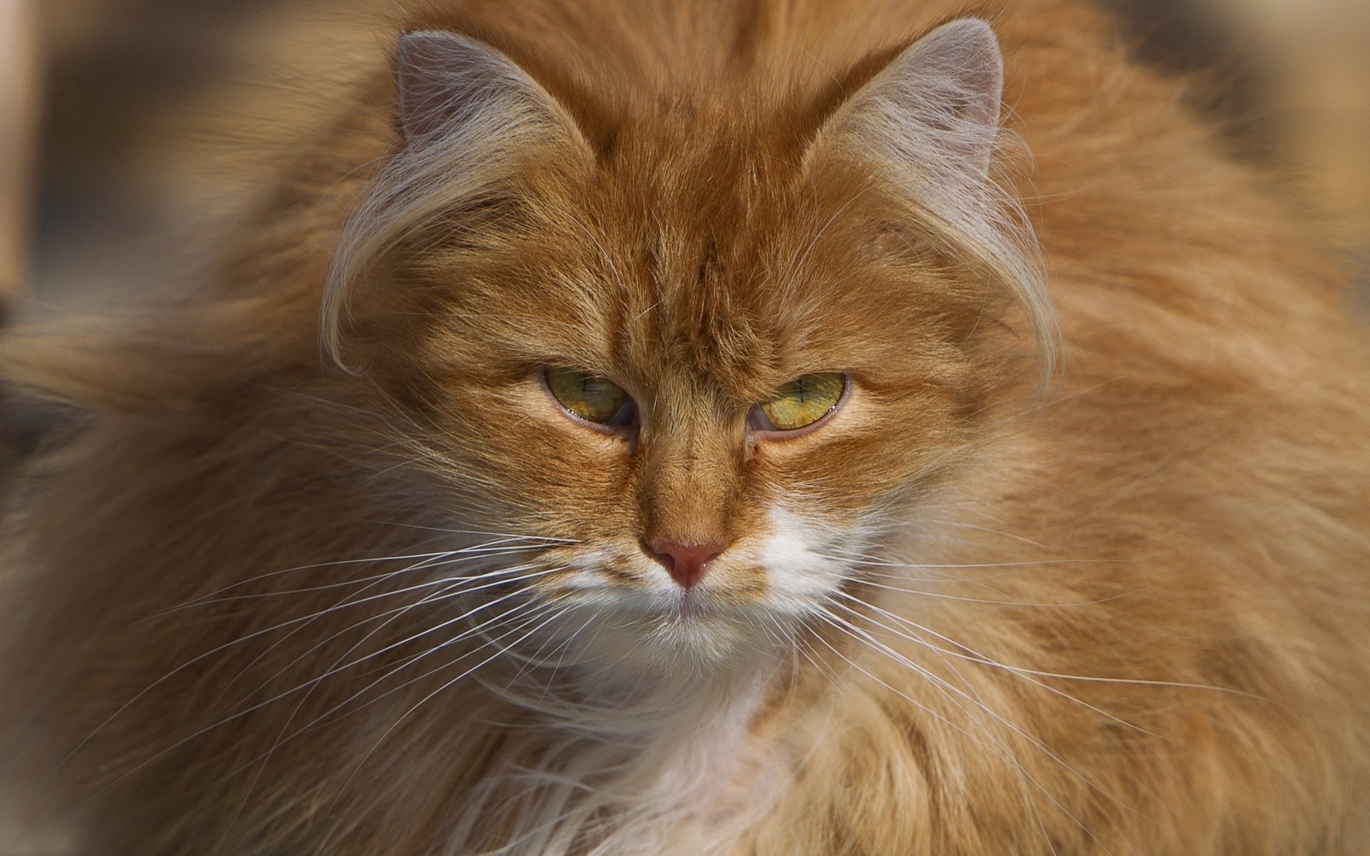 chat roux moelleux regard