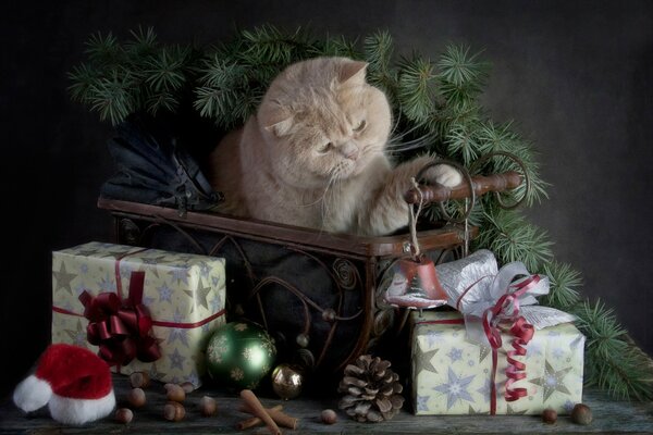 Chat avec des cadeaux et de l humeur du nouvel an