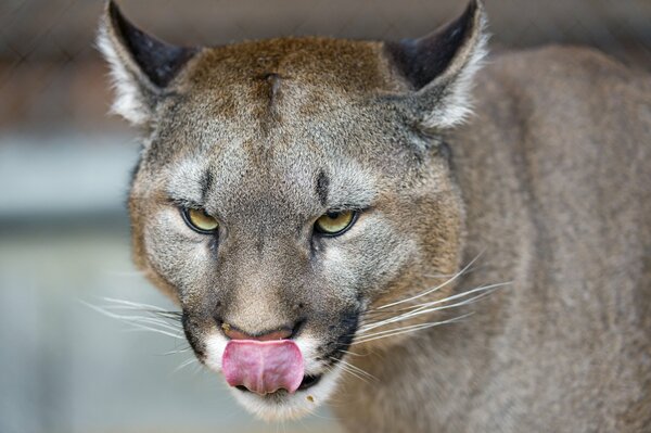 Cougar questionneur: qui est le prochain