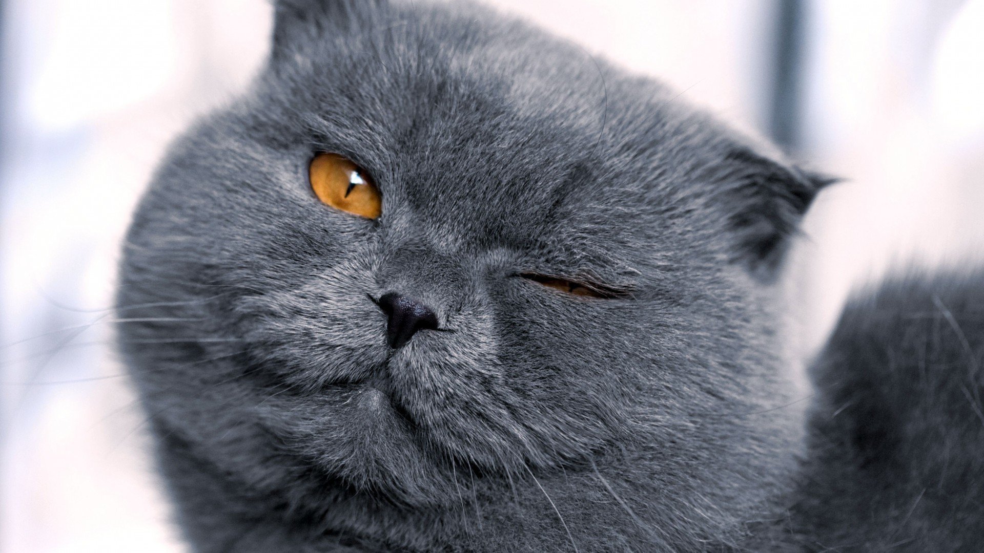 chat gris museau
