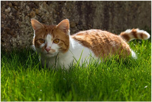 Chat roux dans l herbe verte