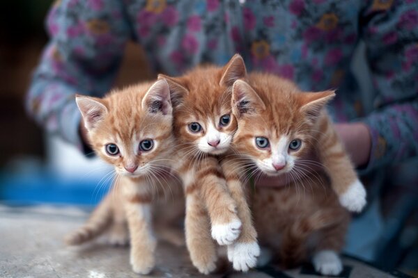 Trois chatons roux se préparent à jouer