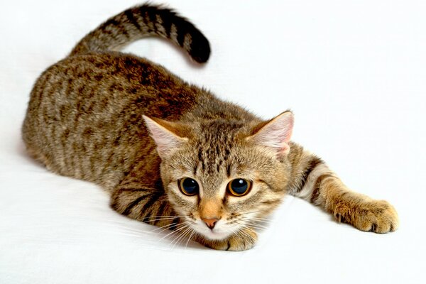 Chat tricolore Couché chasse