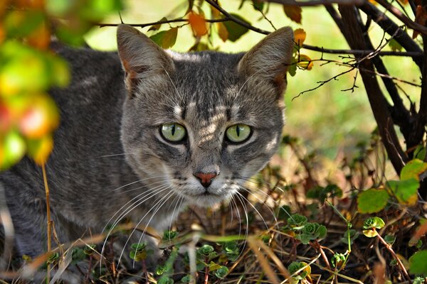Chat gris avec des yeux verts furtivement sous le buisson
