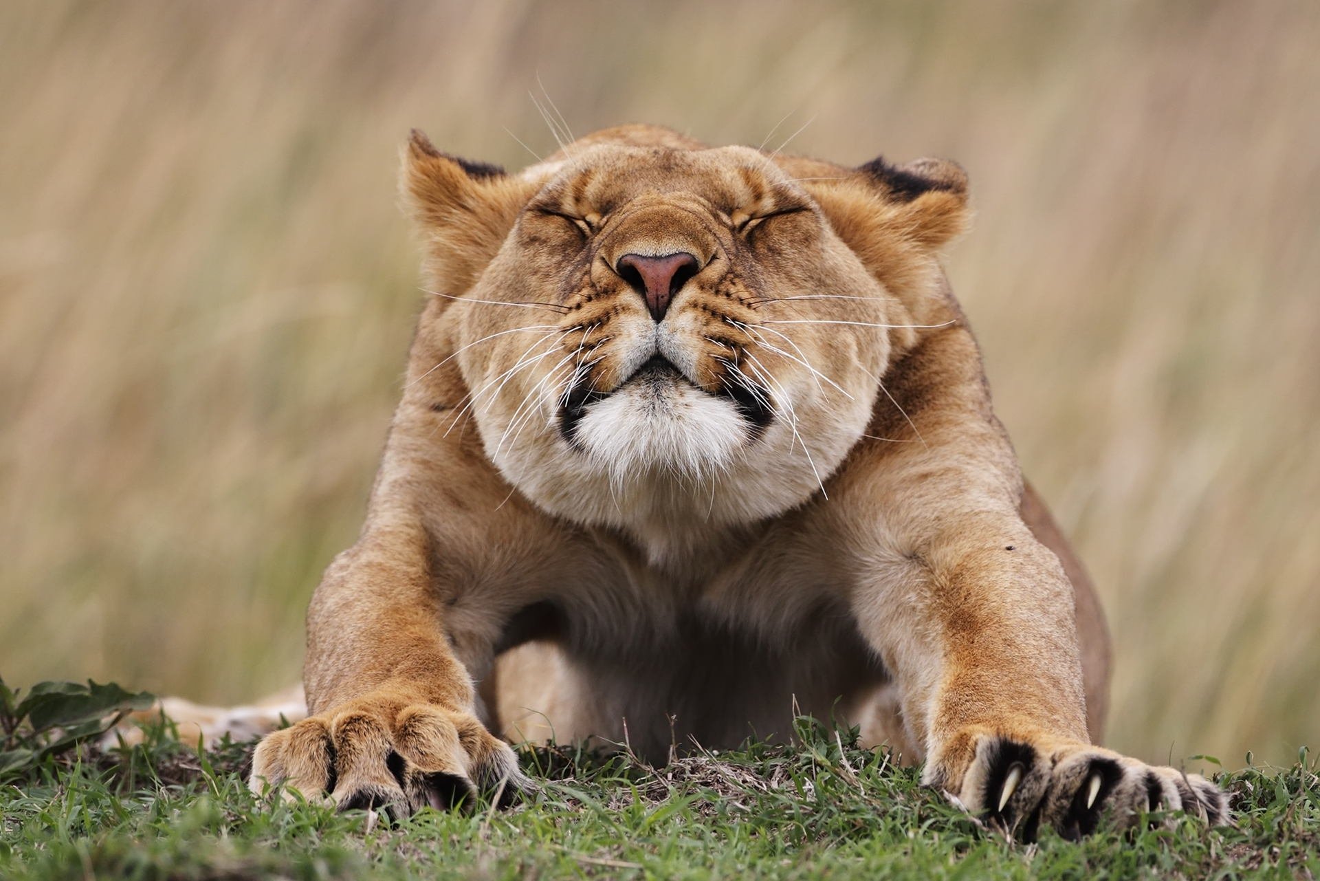 animaux lionne chat museau pattes