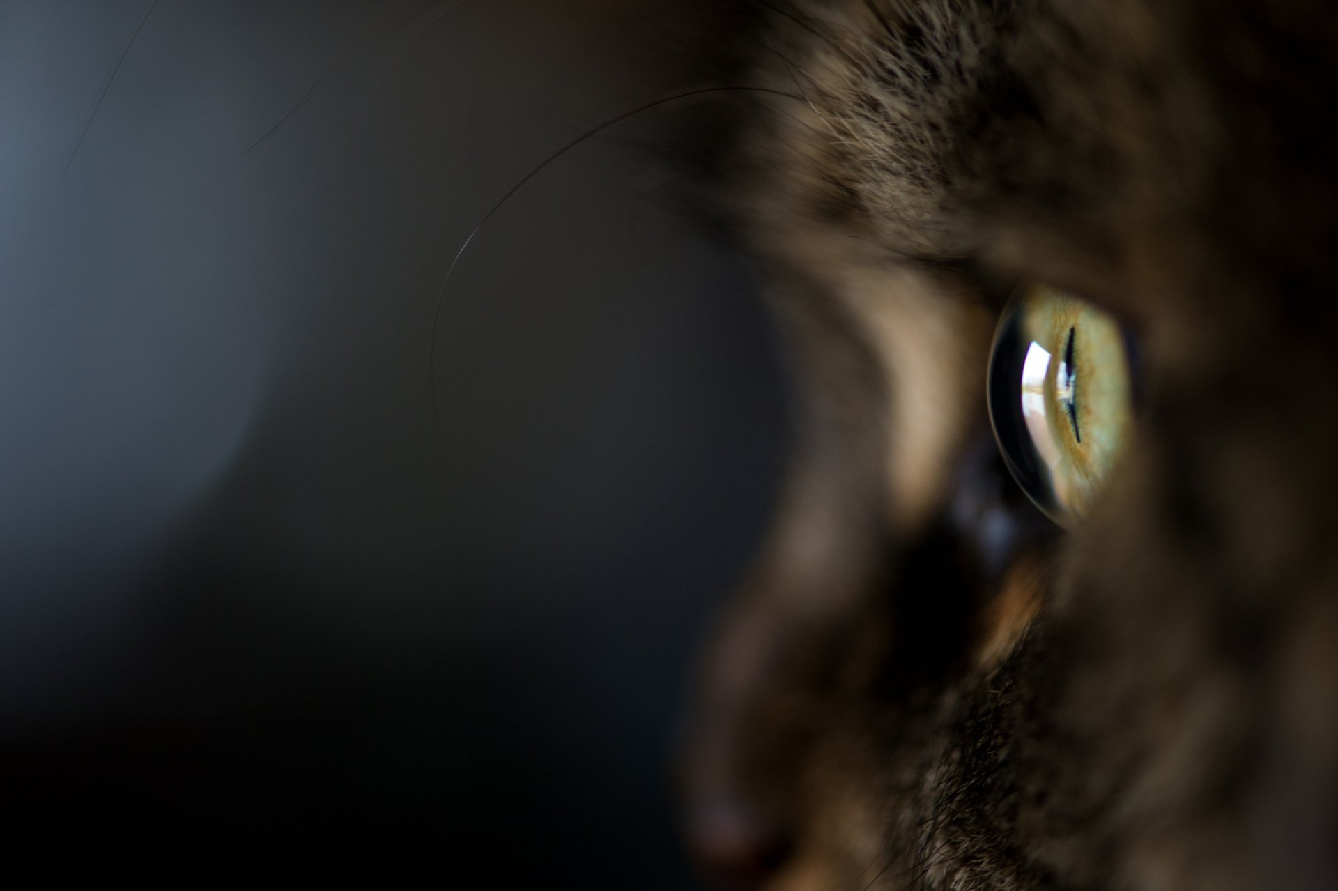 chat chat kote macro oeil laine fond sombre