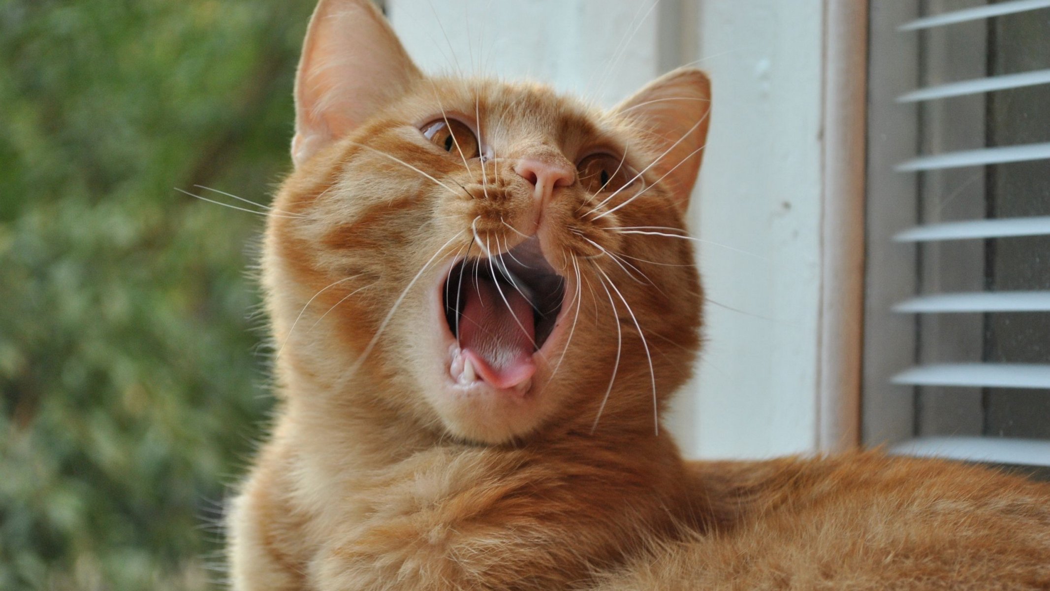 chat rousse se trouve moustache bâille