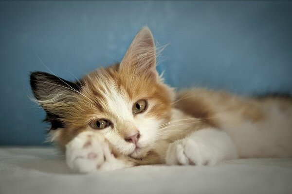 Chaton tacheté dans une posture couchée confortable