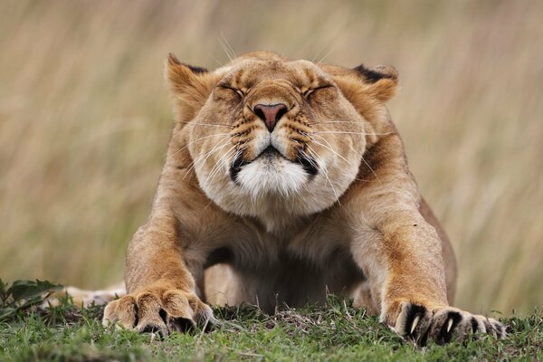 La lionne tire ses pattes vers l avant
