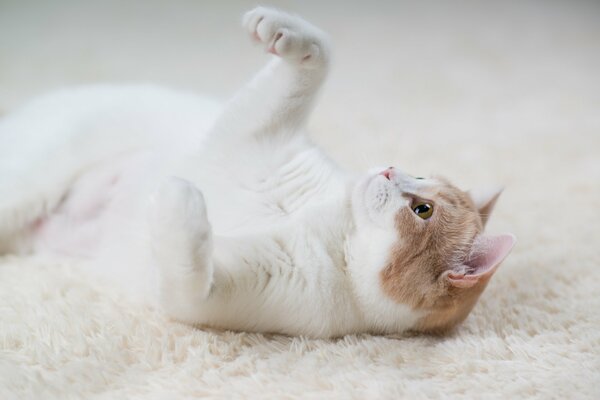 Chat blanc-rouge se trouve sur un tapis blanc
