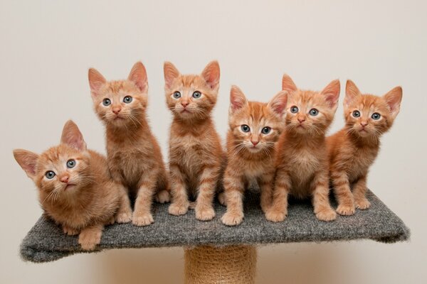 Chatons roux assis sur un stand