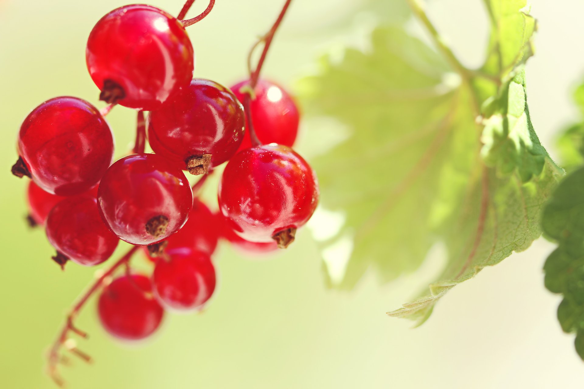 groseille rouge grappe feuille feuille été nature gros plan alimentaire